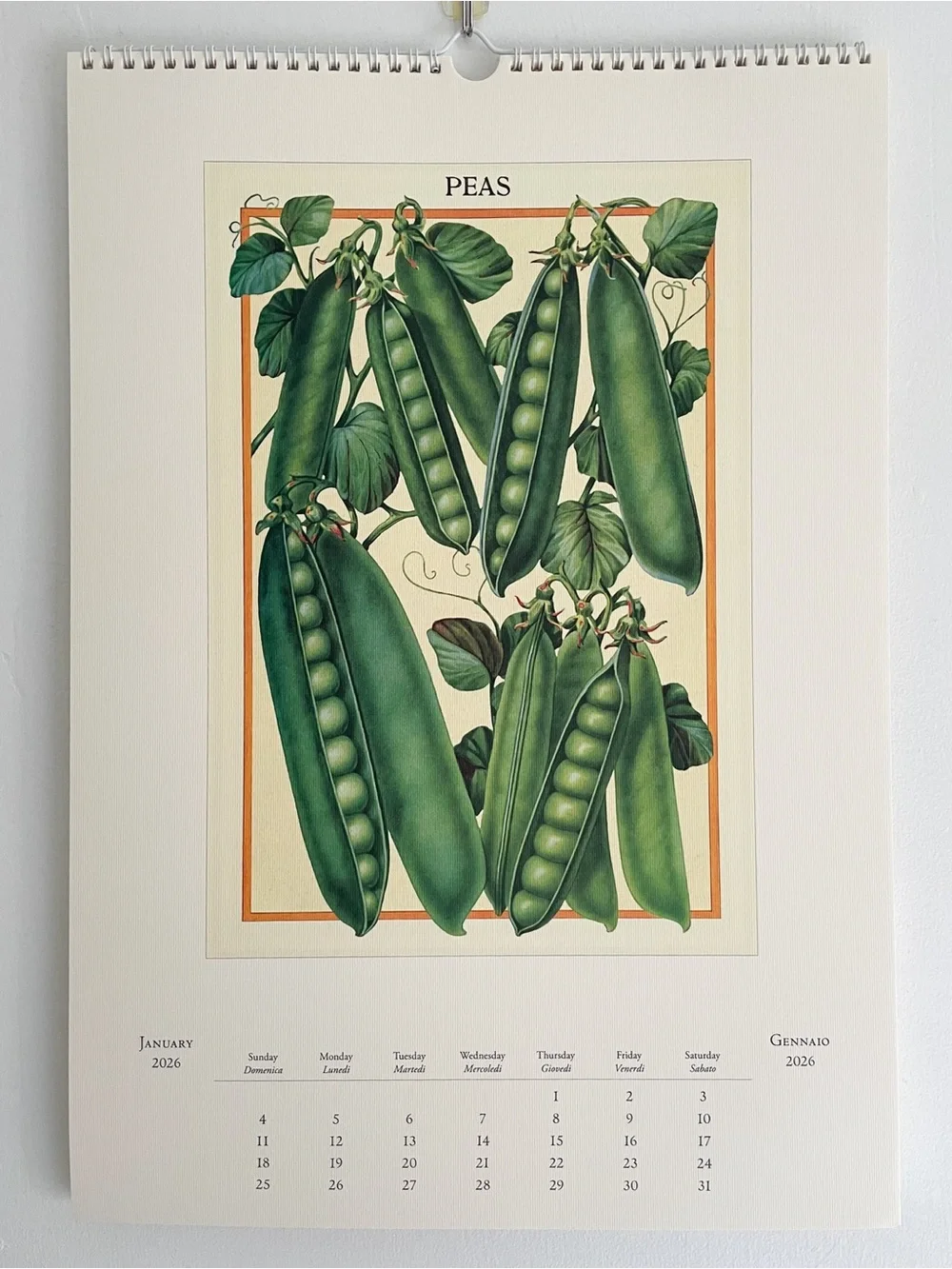 Cavallini 2026 Farmers Market Wall Calendar Vintage Botanical Vegetable Art NEW